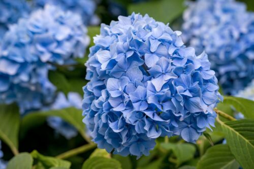 Hortensja – jak dbać o nią w ogrodzie przez cały rok?