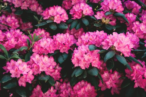 Rododendrony – jak pielęgnować ten wyjątkowy krzew?