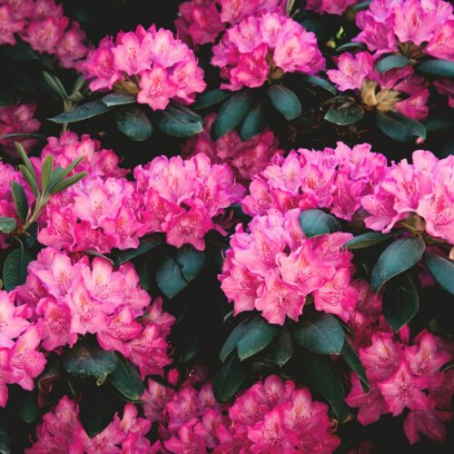 Rododendrony – jak pielęgnować ten wyjątkowy krzew?