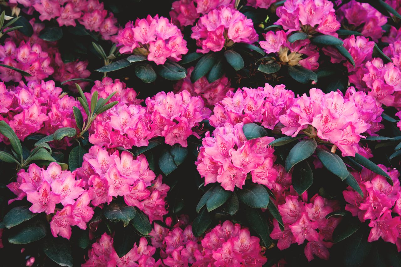 Rododendrony – jak pielęgnować ten wyjątkowy krzew?