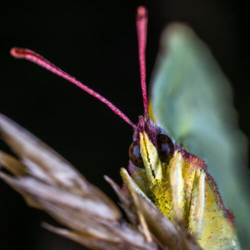 Turkuć podjadek – jak pozbyć się tego ogrodowego szkodnika?