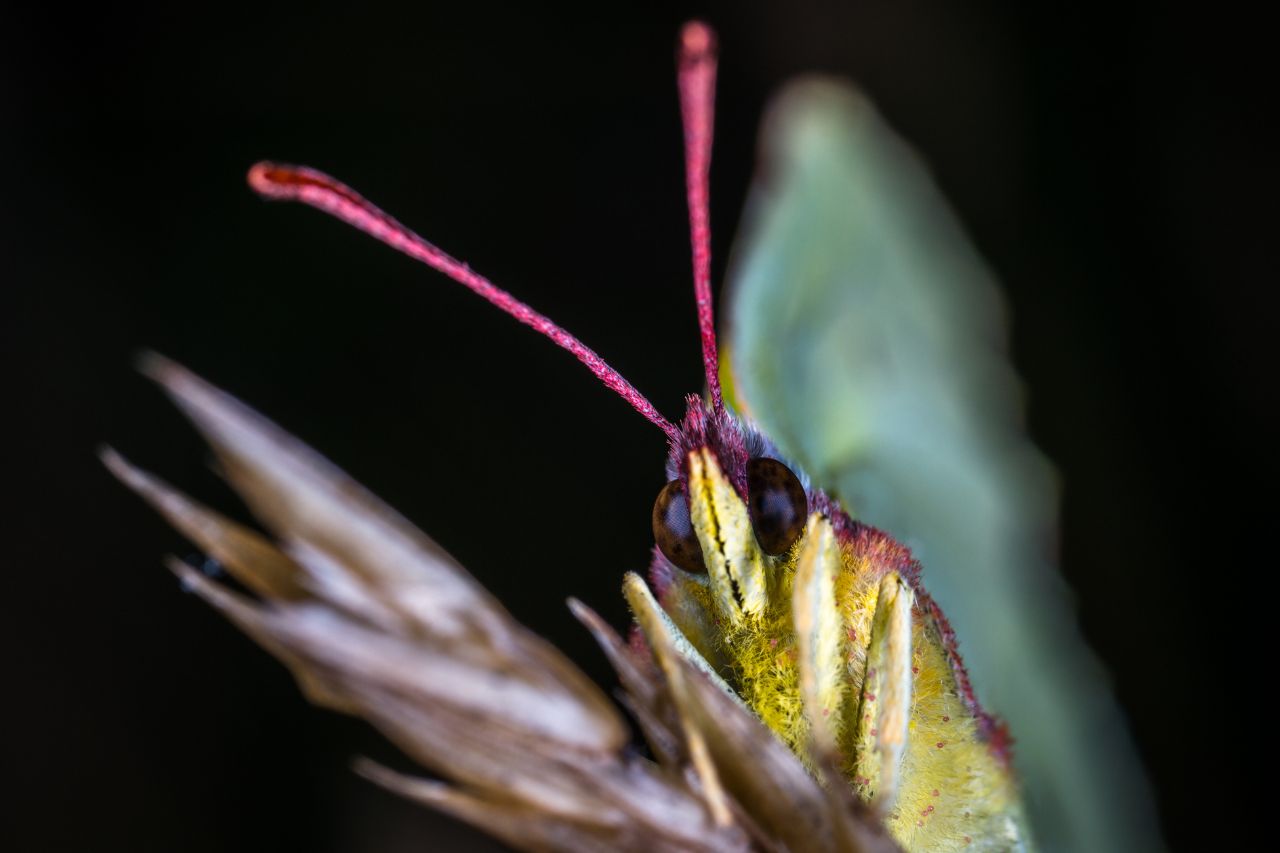 Turkuć podjadek – jak pozbyć się tego ogrodowego szkodnika?