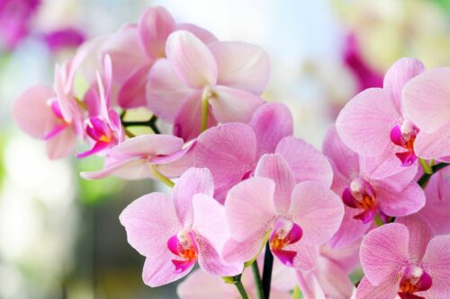 Storczyki – jak o nie dbać, aby pięknie kwitły?