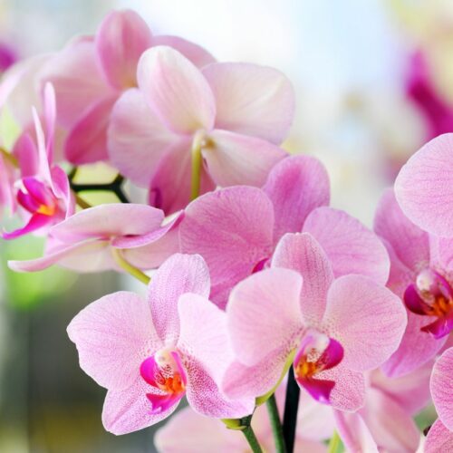 Storczyki – jak o nie dbać, aby pięknie kwitły?