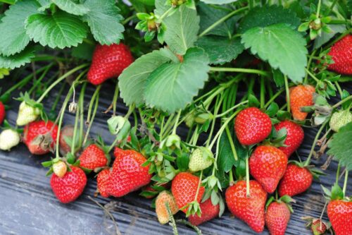 Truskawki – jak je uprawiać w przydomowym ogrodzie?
